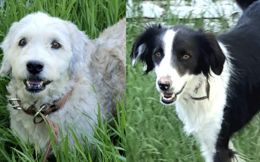 Dos vidas, un solo hogar: buscan adopción para dos perros rescatados de Sismográfica